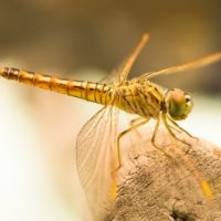 Gnats pests