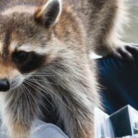 raccoon in trash can