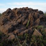 molehill