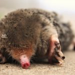 sleeping mole