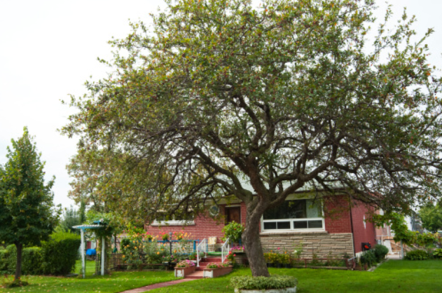 house tree