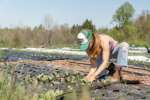 planting
