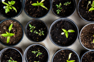 plants