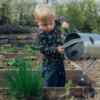 watering the plants